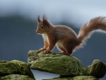 Squirrel on stone