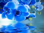 Blue orchids reflection