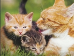A mother cat and her kittens