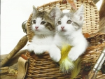 Two kittens