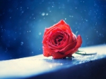 One Rose