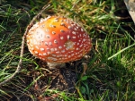 Mushroom