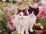 kittens among spring flowers