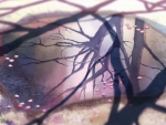5 Centimeters per Second