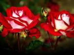 The Beauty of Roses