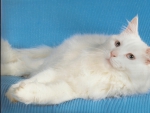White cat