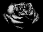Black Rose