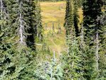 Meadow in Cascades