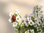 Ladybug