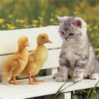 Kitten and Ducklings