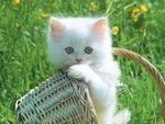 Kitten in a basket