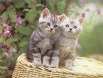 Kittens