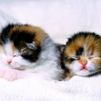 Sweet Kittens