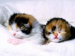 Sweet Kittens