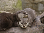 Snuggly Otters