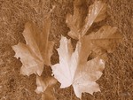 Fall Leaves in Sepia