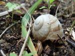 Snail