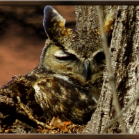 Sleepy Horned Owl