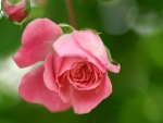 Pink Rose
