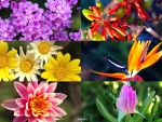 Flowers collage