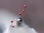 Tiny bird