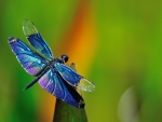 Dragonfly Macro Photo