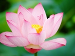 Pink Lotus