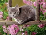 Kitten among flowers