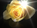 Single yellow Rose