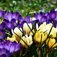 crocus