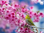 Beauty of Spring