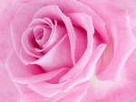 â™¥Pink Roseâ™¥