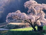 Spring in Japan
