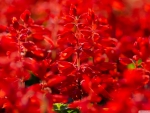 Red Salvia
