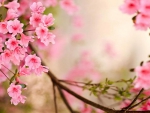 Beautiful Sakura Blossoms
