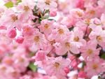 Cherry Blossoms