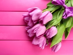 â™¥Pink Tulipsâ™¥