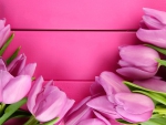 â™¥Pink Tulipsâ™¥
