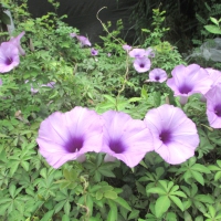 Morning Glory Tree