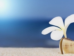 white flower in the sand