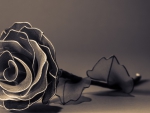 Gray rose