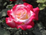 Beautiful rose