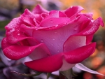 Beauty of Rose