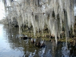 Spanish Moss on Trees