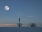 Moonrise over the desert