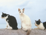 Three  cats