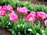 Beautiful Tulips