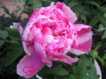 Peony