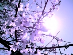 Cherry Blossoms