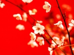 Spring Blossoms in red